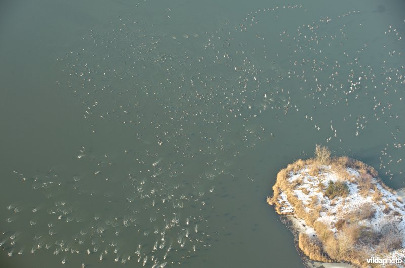 Vlucht Grauwe ganzen