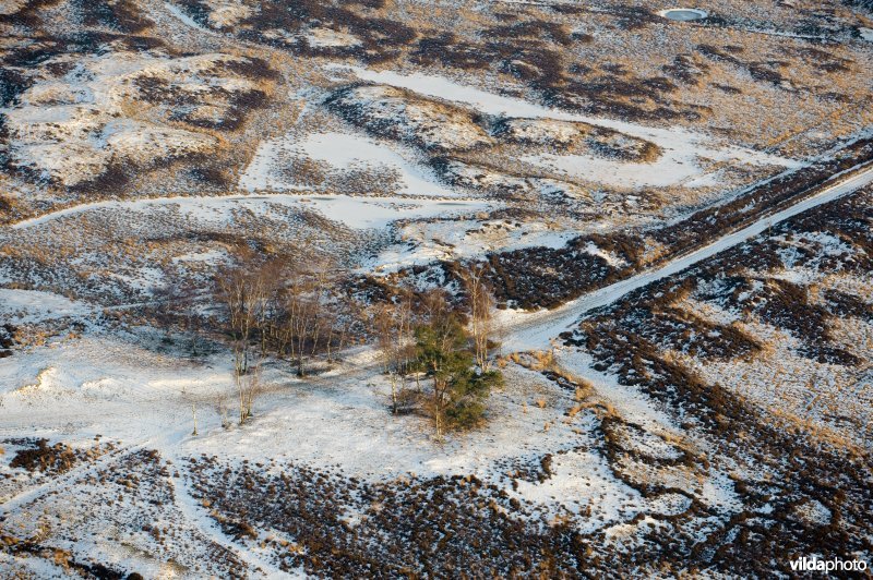 Kalmthoutse heide