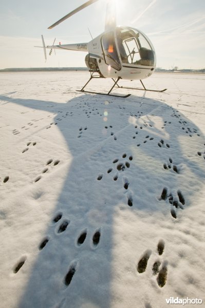 Hazensporen in sneeuw