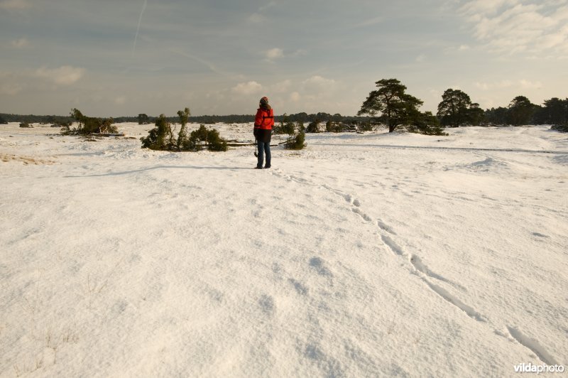 Wandelaar in sneeuwlandschap