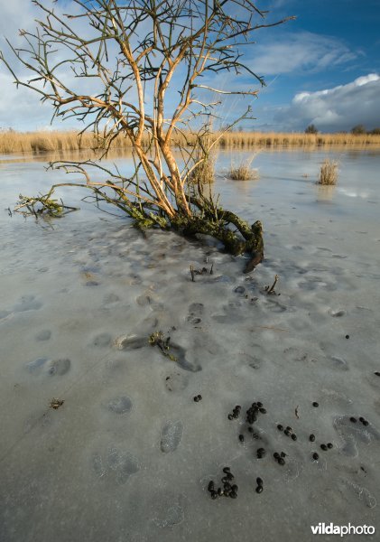 Oostvaardersplassen