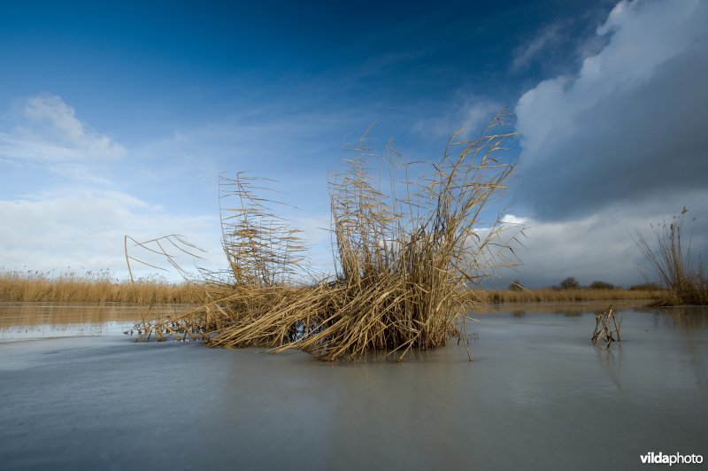 Oostvaardersplassen