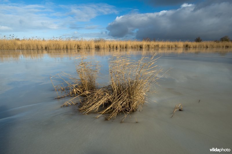 Oostvaardersplassen
