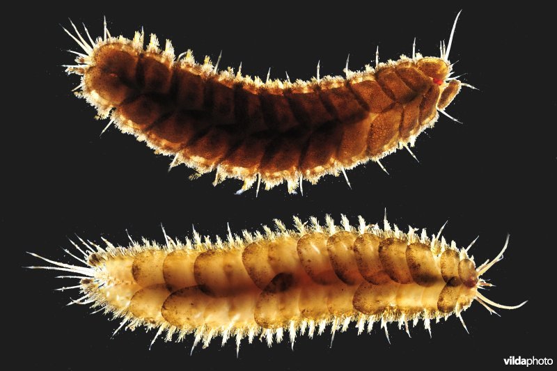 Geschubde zeerups