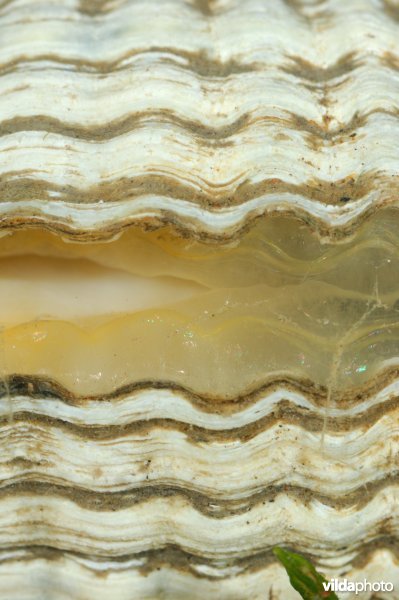Detail van Scheve hartschelp