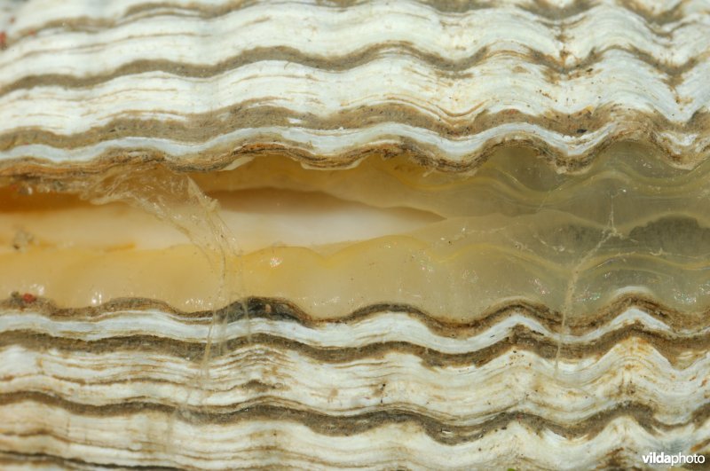 Detail van Scheve hartschelp