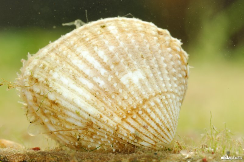 Scheve hartschelp