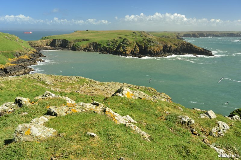 Skomer