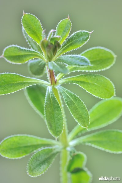Kleefkruid