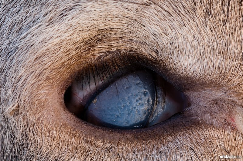 Gebroken oog van geschoten hert
