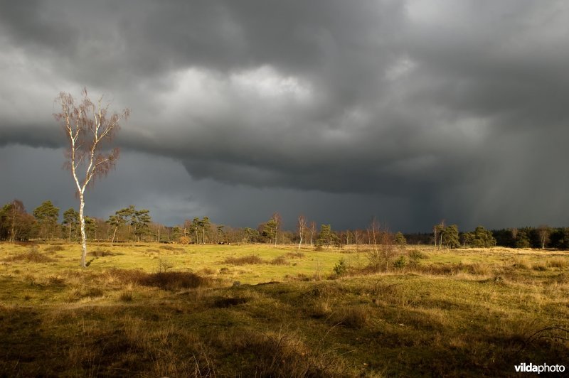 Landschap op het Leersumse Veld