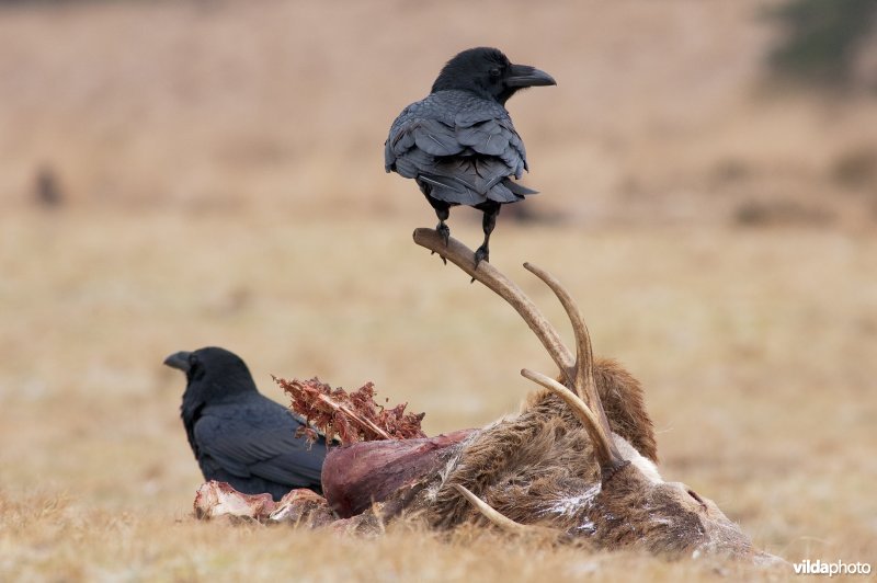 Raven bij hertenkarkas