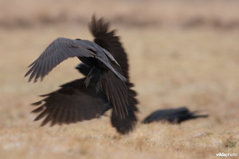Raven in vlucht