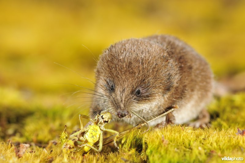 Dwergspitsmuis eet sprinkhaan