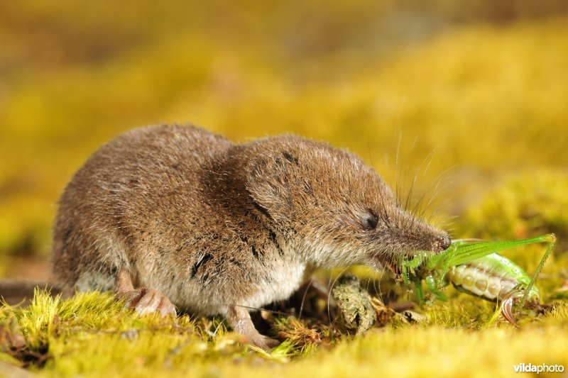 Dwergspitsmuis eet sprinkhaan