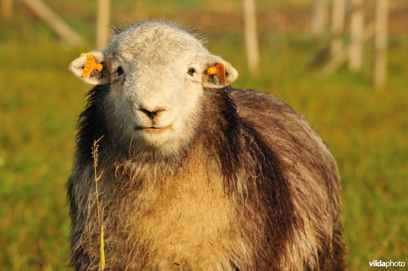 Herdwick schaap