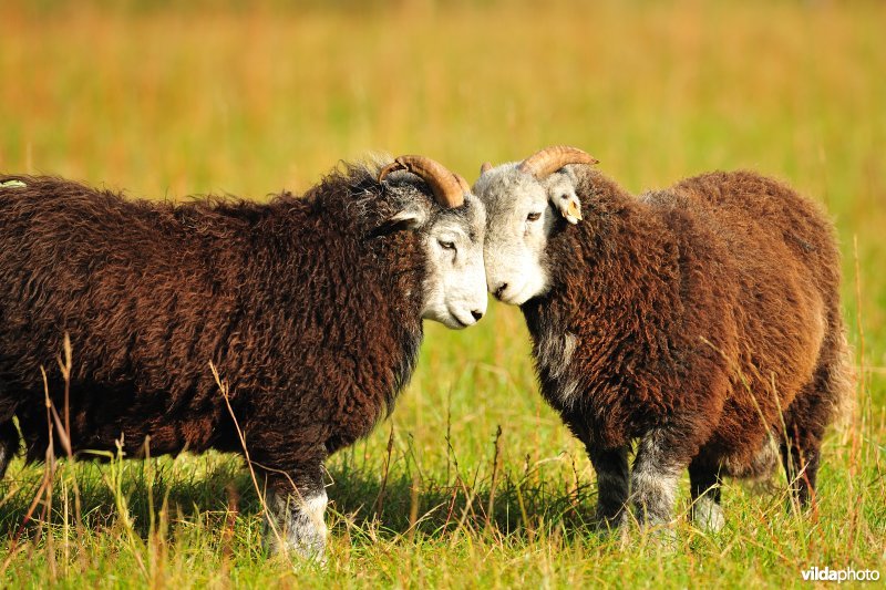 Herdwick schaap