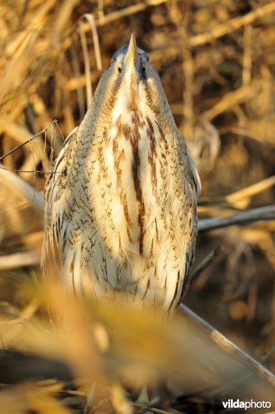 Roerdomp tussen het riet