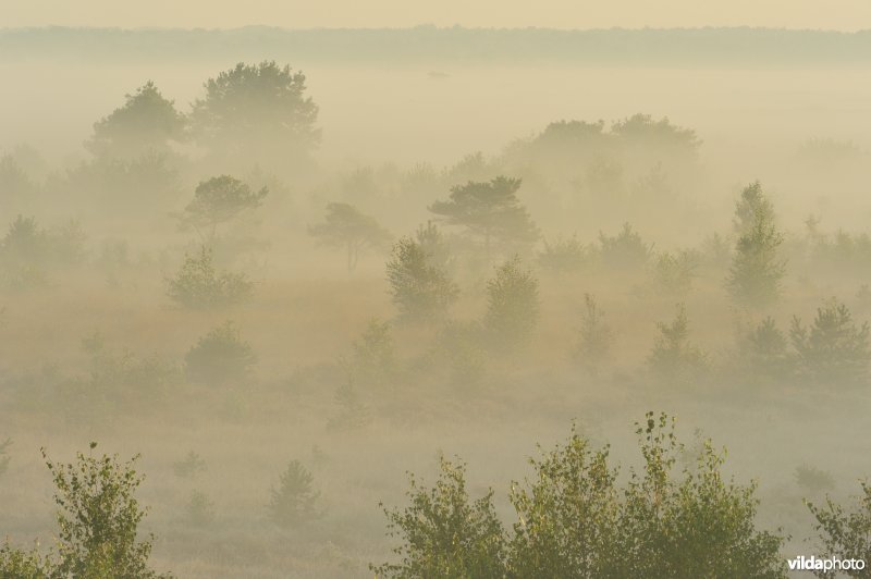Groot schietveld