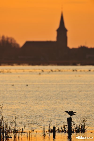 Overstroomde Westbroeken