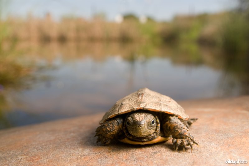 Moorse beekschildpad