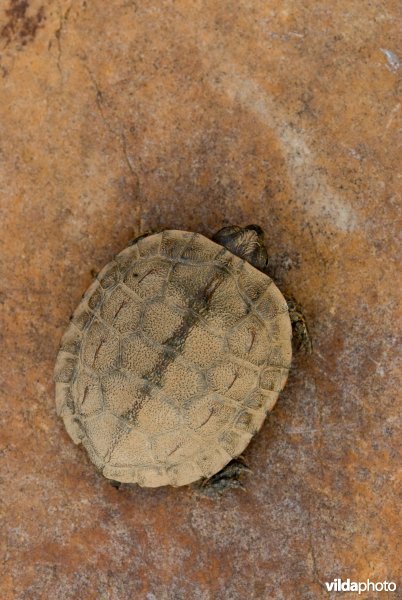 Moorse beekschildpad