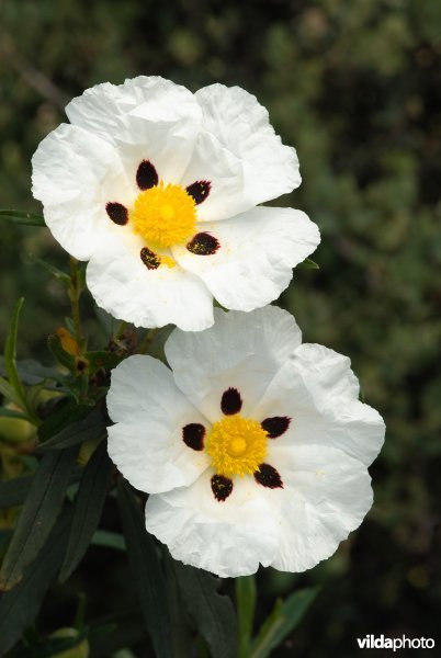 Bloemen van rotsroos