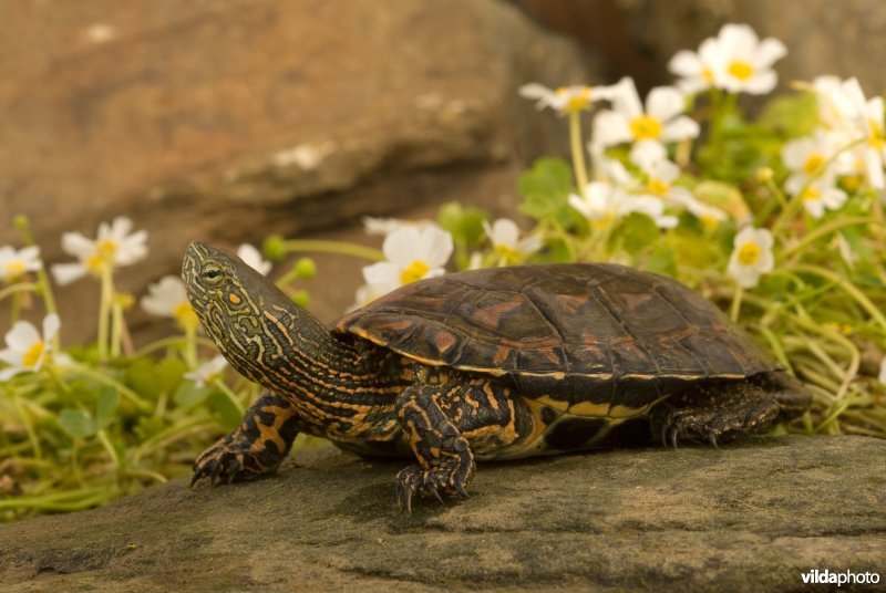 Moorse beekschildpad