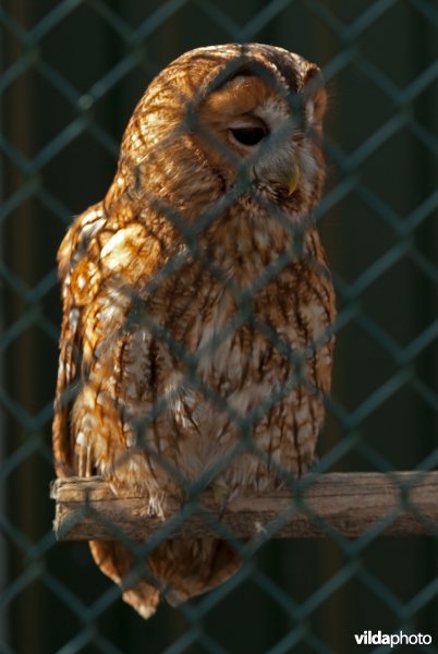 Bosuil achter gaas in een vogelopvangcentrum