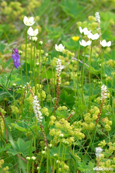 Bloemenveld met Parnassia