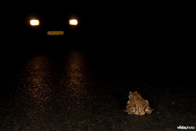 Pad in de koplampen van een naderende auto