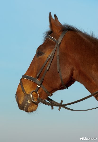 Paard met halster