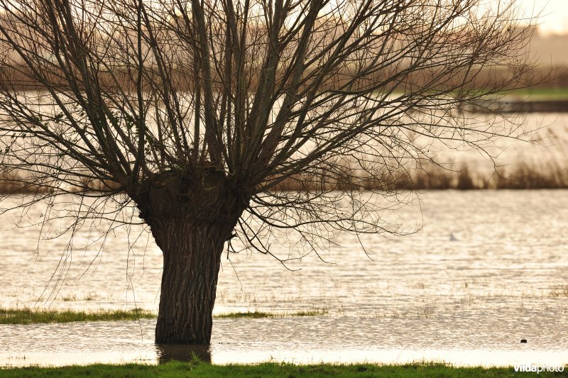 Overstroomde Noordschotebroek