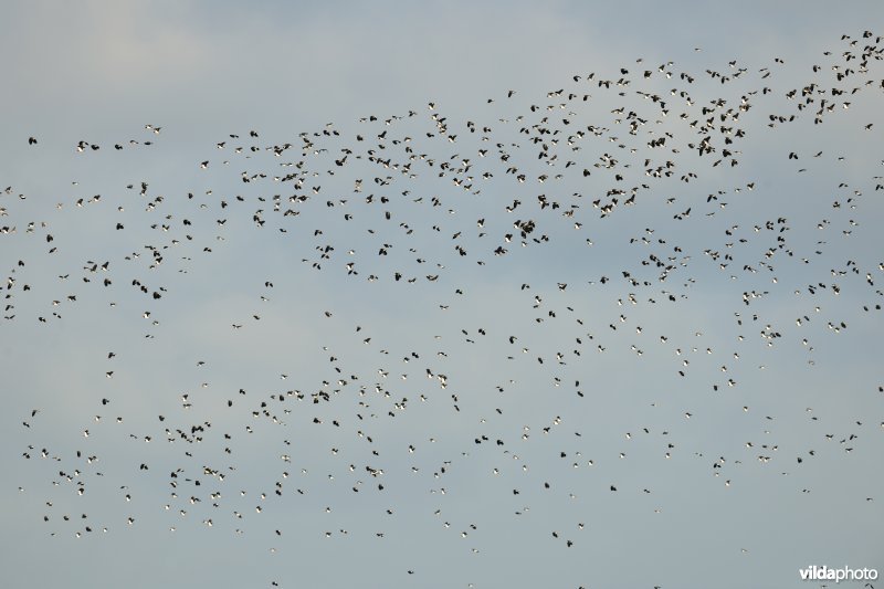 Overwinterende Kieviten boven Noordschotebroek