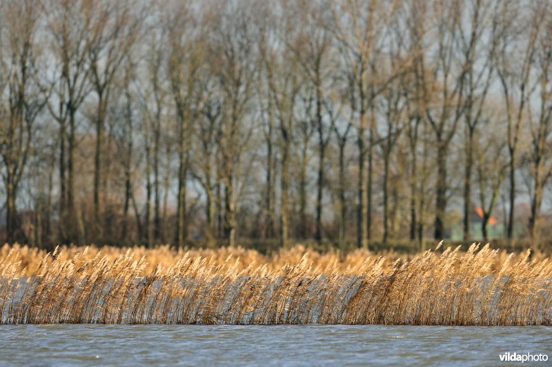Overstroomde Noordschotebroek