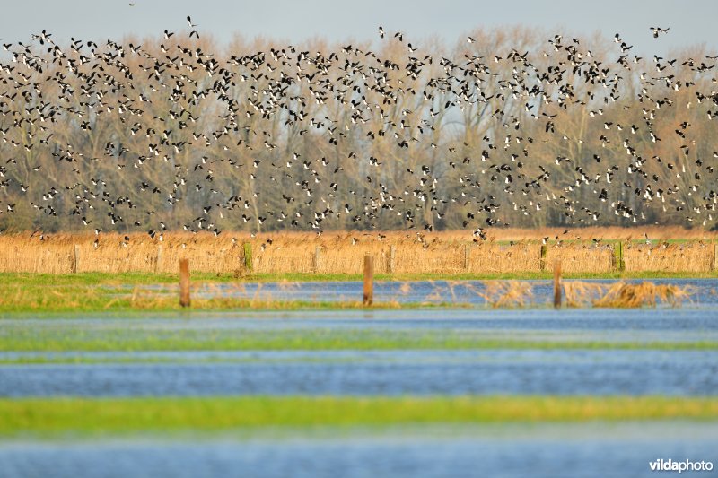 Overstroomde Noordschotebroek