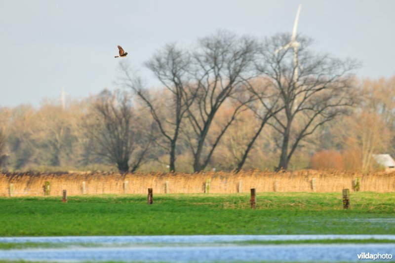 Overstroomde Noordschotebroek