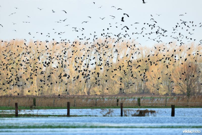 Overwinterende Kieviten boven Noordschotebroek
