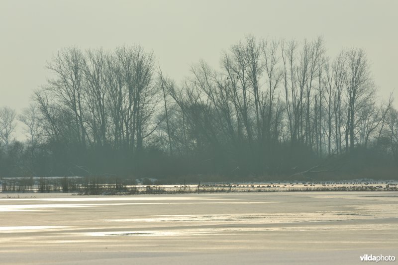 Bevroren overstroomde Rillebroeken