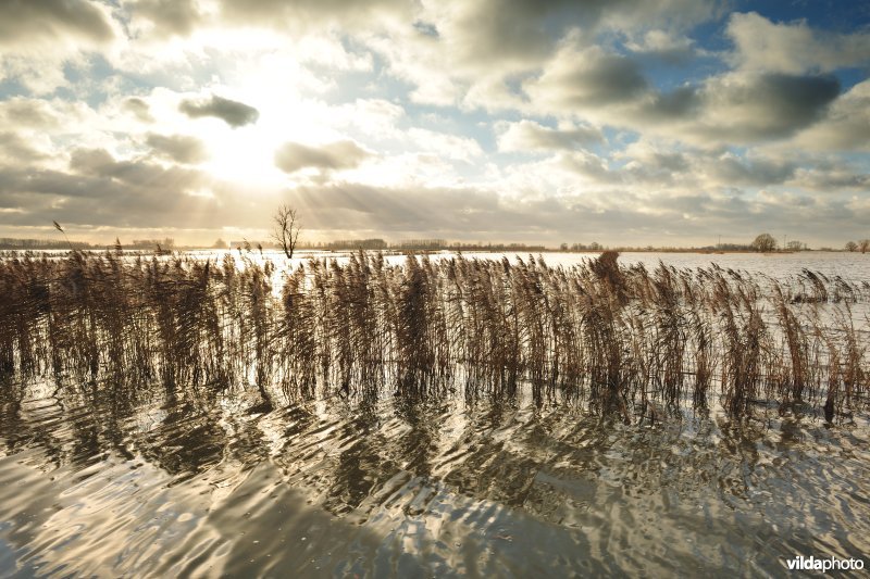 Overstroomde Houtensluisvaart, Rillebroek en rietkanten