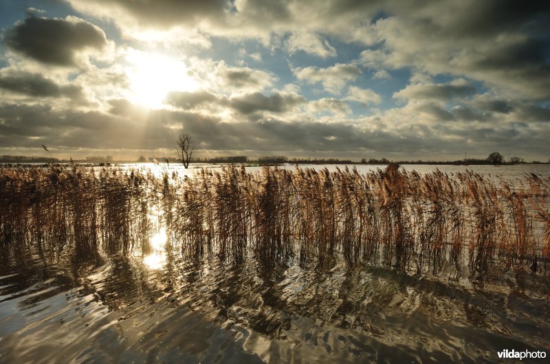 Overstroomde Houtensluisvaart, Rillebroek en rietkanten