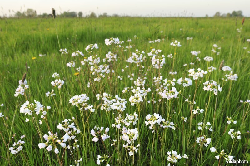 Pinksterbloemen in Merkembroek