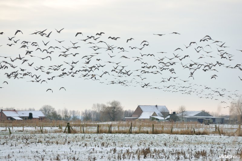 Slaaptrek van Kolganzen boven Merkembroek