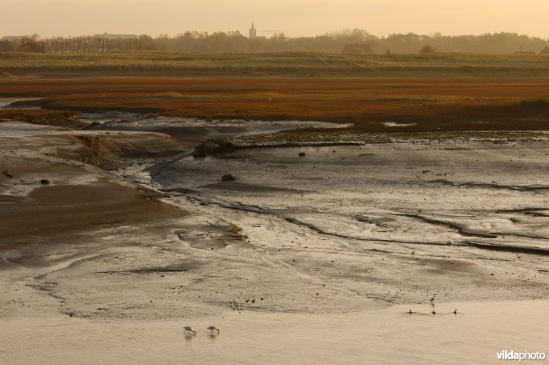 Lepelaars in de IJzermonding