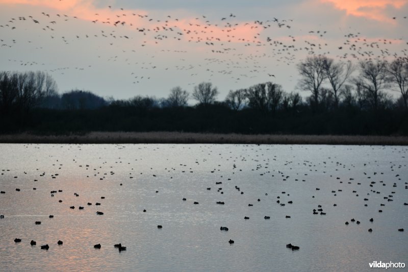 Overwinterende watervogels op de Blankaartvijver
