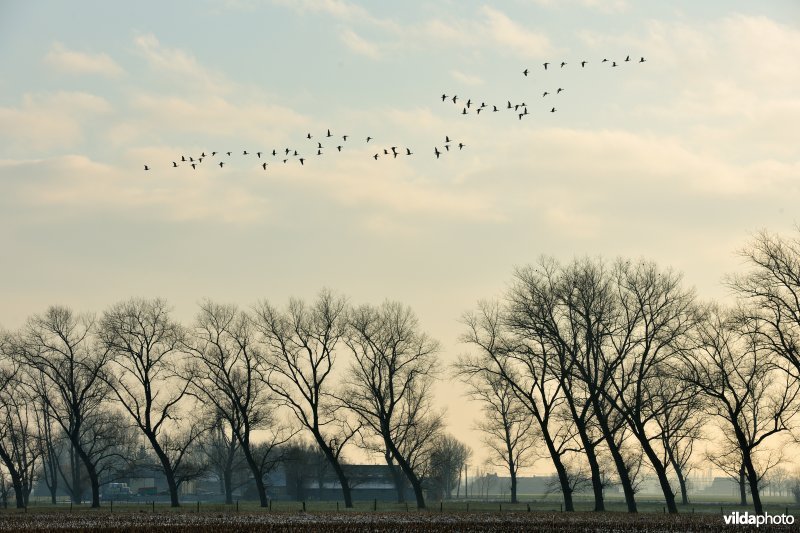 Vijfhuizenbroek