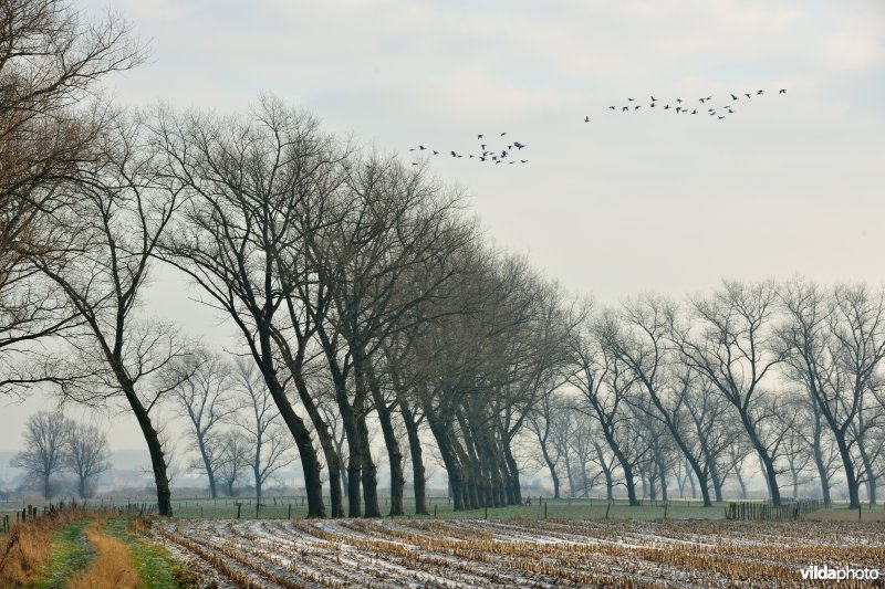 Populieren in het Vijfhuizenbroek