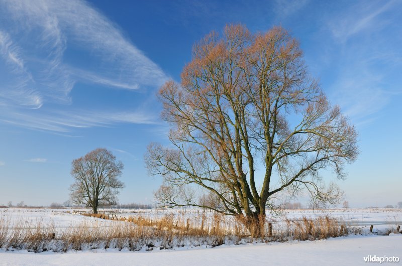 Vijfhuizenbroek