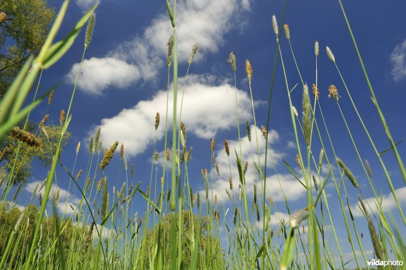 Grote vossenstaartgrasland in het Woumenbroek