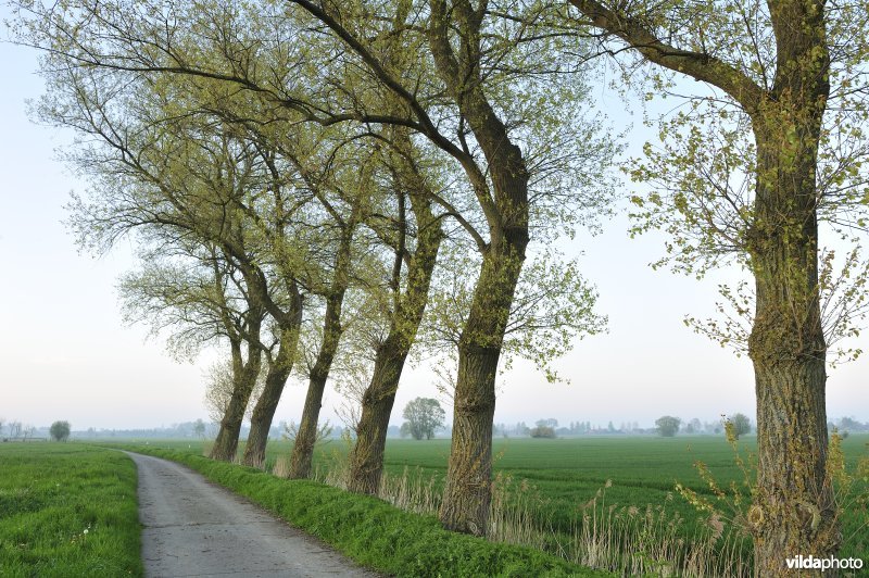 Woumenbroek